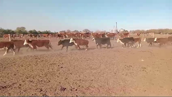 Lote 100 Terneros/as Braford y sus cruzas en Cululú, Santa Fe