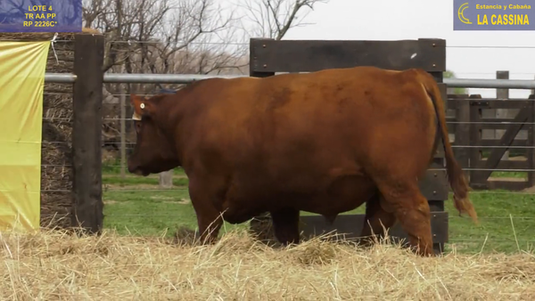 Lote TOROS ABERDEEN ANGUS PP "Gogiato" y "DEAMON"