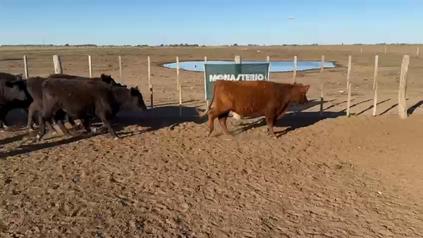 Lote 78 Novillitos EN TRENEL LA PAMPA