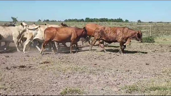 Lote 82 Vacas CUT preñadas en Ituzaingó, Corrientes