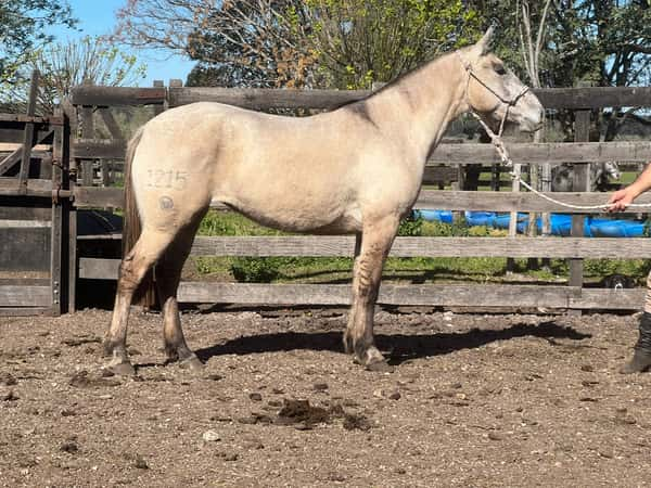 Lote PICARONA RUMBEADORA