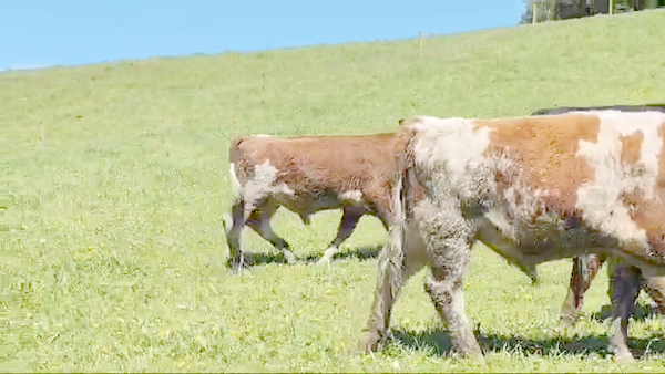 Lote 30 Ternero en Ancud, X Región Los Lagos