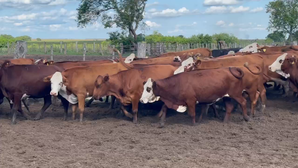 Lote 102 Vacas nuevas Preñadas en Ituzaingó, Corrientes
