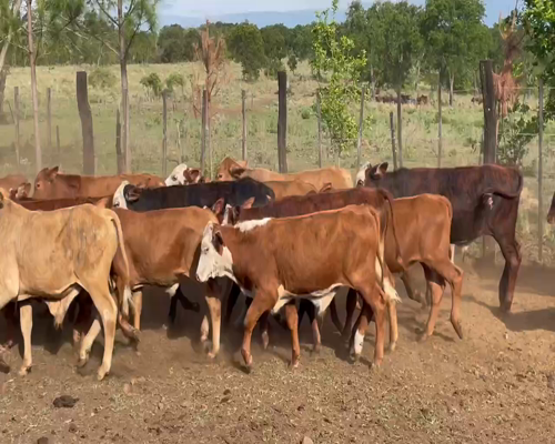 Lote 120 Terneros/as en Candelaria, Mendoza