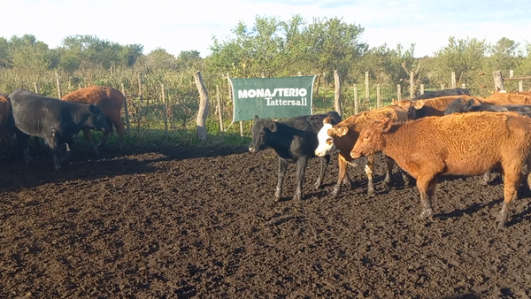 Lote 110 Terneras EN IBICUY ENTRE RIOS