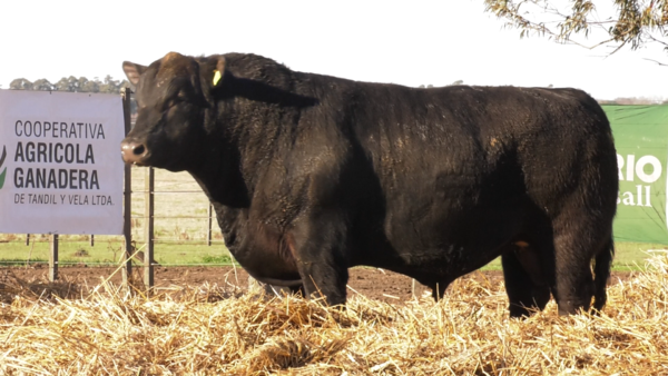 Lote TOROS PUROS POR CRUZA