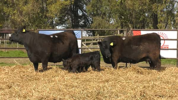 Lote VAQUILLONAS ANGUS  PP REPOSICIÓN LA LEGUA