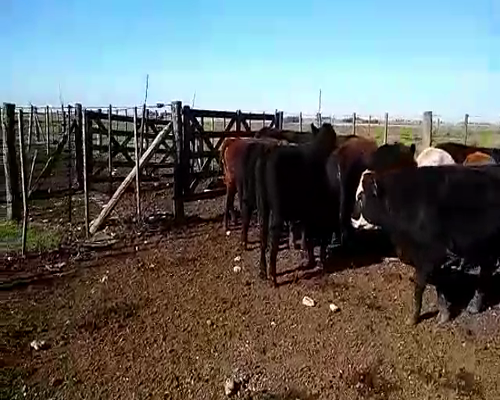 Lote 16 Novillitos en Laprida, Buenos Aires