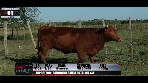 Lote Brangus a Campo Expo 2022 - Lote 1