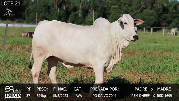 Lote LOTE 21