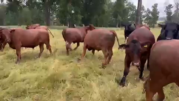 Lote 45 Novillo Gordo en Purranque, X Región Los Lagos