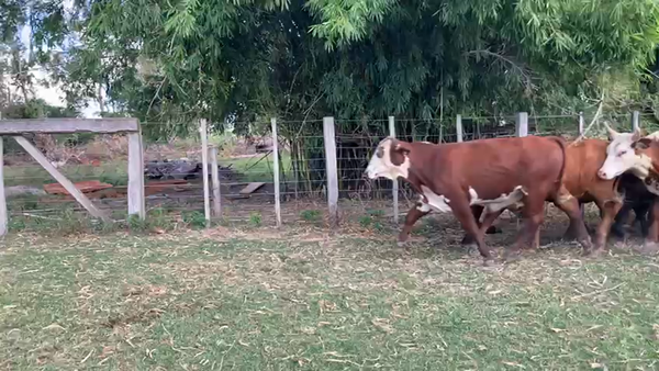 Lote 55 Novillos en Estación Torrent, Corrientes