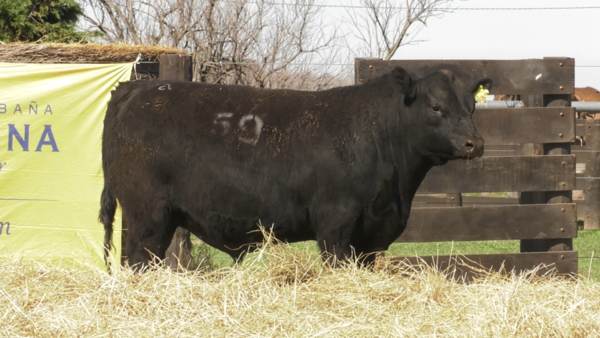 Lote TOROS ANGUS PURO CONTROLADO