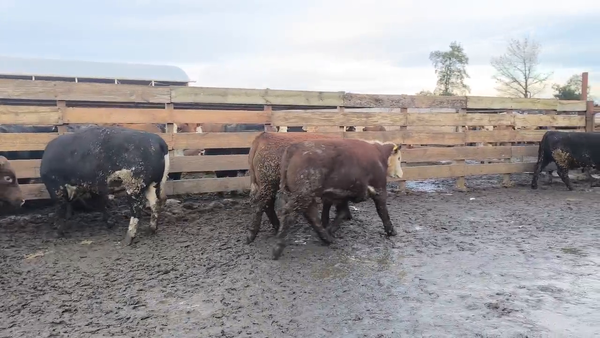Lote 20 Novillo Gordo en Los Ángeles, VIII Región Biobío