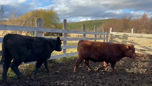 Lote 52 Novillo Engorda en Coyhaique, XI Región Aysén