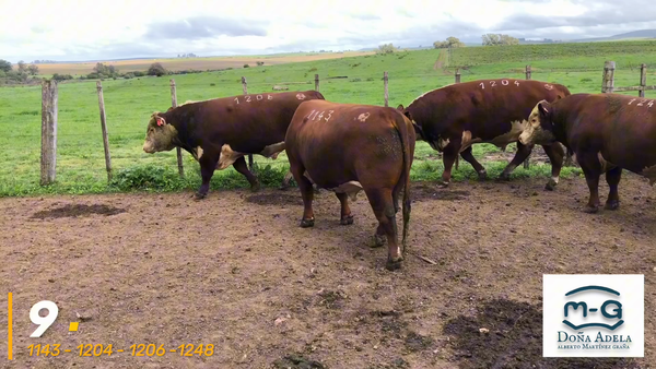 Lote 4 Toros Hereford Pi a remate en 3° Remate Doña Adela, Treinta y Tres