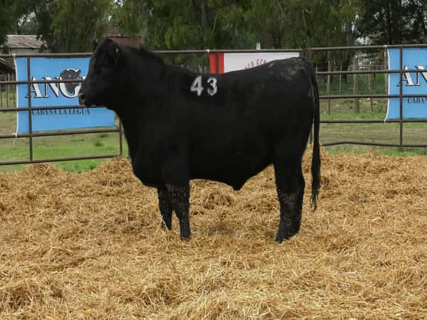 Imagen 1 del Lote Lote TOROS ANGUS NEGROS PC