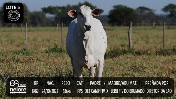 Lote LOTE 5