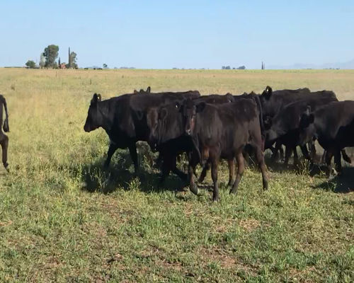 Lote 48 Novillitos en Espartillar, Buenos Aires