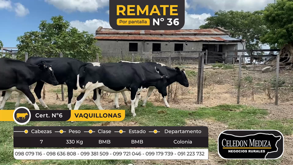 Lote 7 Vaquillonas 1 a 2 años en Colonia