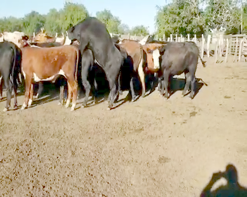 Lote 38 Novillos en Villaguay, Entre Ríos