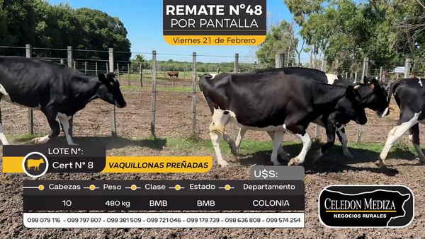 Lote 10 Vaquillonas preñadas en Otra Localidad, Colonia