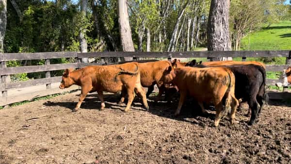 Lote 10 Novillo Engorda en Frutillar, X Región Los Lagos