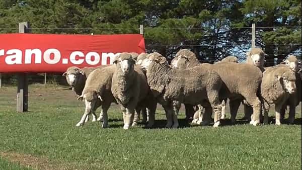 Lote 27 carneros