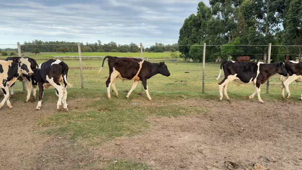 Lote TERNEROS