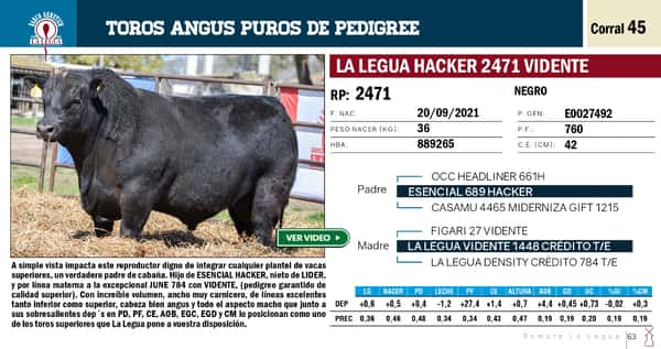 Lote TOROS ANGUS PP