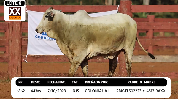 Lote LOTE 8