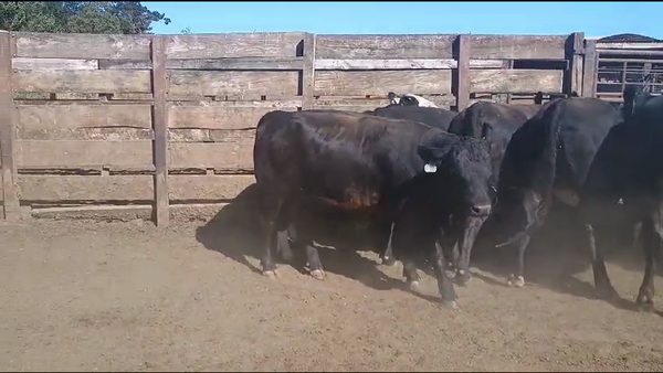 Lote 20 Vaquilla Gorda en Los Ángeles, VIII Región Biobío