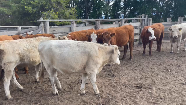 Lote 24 Vaquilla Engorda en Coyhaique, XI Región Aysén