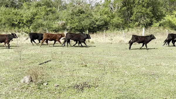 Lote 70 Terneros en Pampa Almirón, Chaco