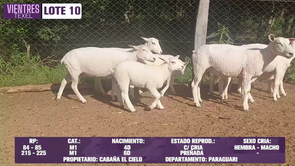 Lote LOTE 10