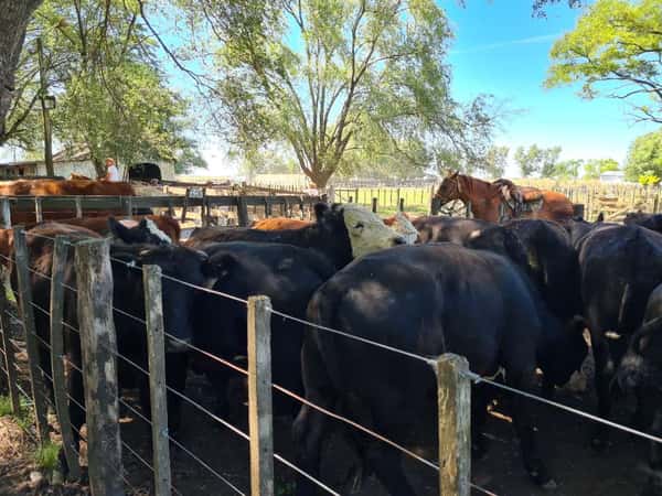 Lote 17 Novillos en Gral. Lamadrid, Buenos Aires