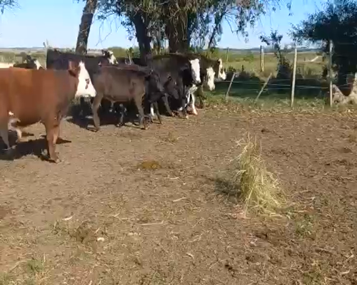 Lote Terneros