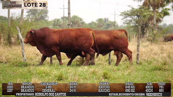 Lote LOTE 28 - EN VIVO