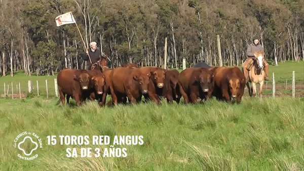 Lote 15 Toros Red Angus