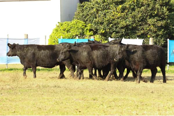 Lote CABAÑA “COEMBOTÁ” de Calderón: 10 VAQUILLAS MAS PREÑADAS