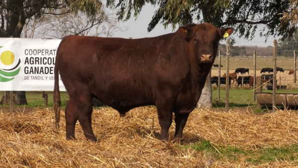 Lote TOROS PUROS POR CRUZA