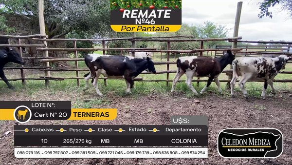 Lote 10 Terneras en Otra Localidad, Colonia