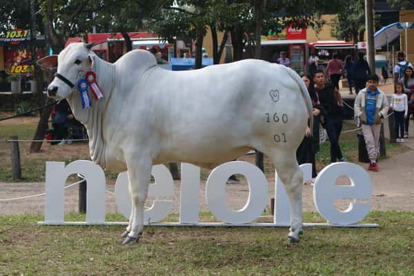 Lote Nelore a Bozal Expo Internacional 2022 RP 160- Lote 15