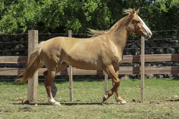 Lote AGUAS CLARAS NOCHE OSCURA
