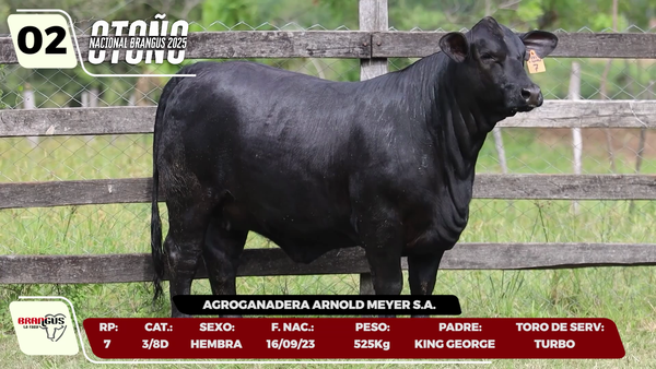 Lote LOTE 2