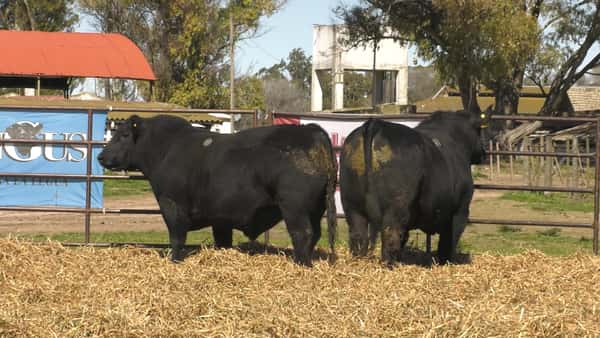 Lote TOROS ANGUS PP