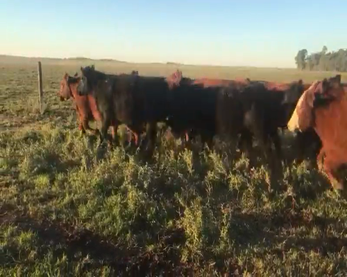 Lote 60 Novillitos en Espartillar, Buenos Aires