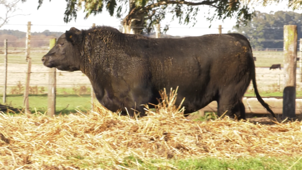 Lote TOROS PUROS DE PEDIGREE