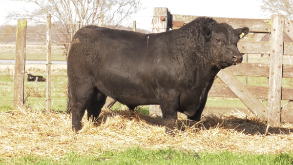 Lote TOROS PUROS DE PEDIGREE