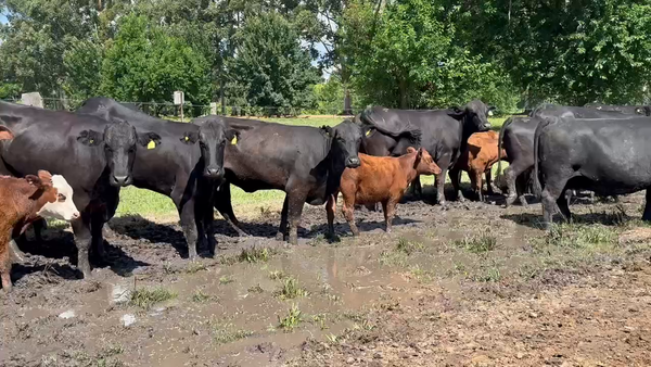 Lote 22 Vacas nuevas C/ cria en San José, Entre Ríos